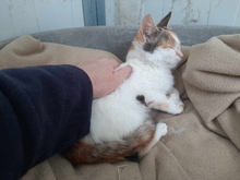 SOPHIE, Katze, Calico-Cat in Griechenland - Bild 2