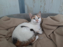 SOPHIE, Katze, Calico-Cat in Griechenland - Bild 3