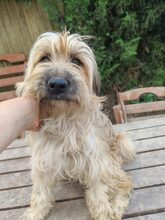 SYLVA, Hund, Pumi in Ungarn - Bild 1