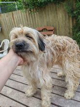 SYLVA, Hund, Pumi in Ungarn - Bild 2