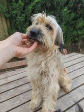 SYLVA, Hund, Pumi in Ungarn - Bild 3