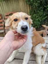 ZUMA, Hund, Mischlingshund in Ungarn - Bild 1