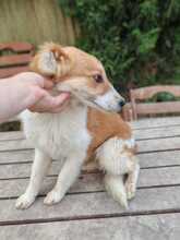ZUMA, Hund, Mischlingshund in Ungarn - Bild 2