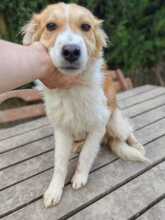 ZUMA, Hund, Mischlingshund in Ungarn - Bild 3