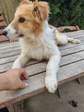 ZUMA, Hund, Mischlingshund in Ungarn - Bild 4