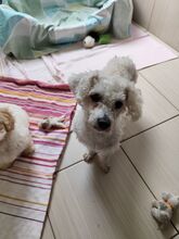 MILA, Hund, Bichon à poil frisé in Slowakische Republik - Bild 1