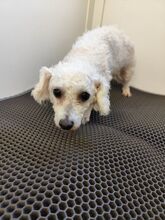 MILA, Hund, Bichon à poil frisé in Slowakische Republik - Bild 2