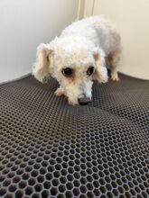 MILA, Hund, Bichon à poil frisé in Slowakische Republik - Bild 3