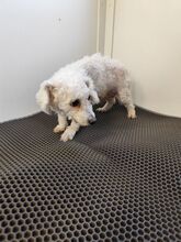 MILA, Hund, Bichon à poil frisé in Slowakische Republik - Bild 4