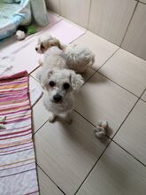 MILA, Hund, Bichon à poil frisé in Slowakische Republik - Bild 5