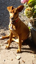 CAIPIRINHA, Hund, Podenco Andaluz-Mix in Alfeld