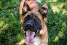 BRIAN, Hund, Deutscher Schäferhund-Mix in Kroatien - Bild 1