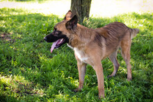 BRIAN, Hund, Deutscher Schäferhund-Mix in Kroatien - Bild 2