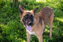 BRIAN, Hund, Deutscher Schäferhund-Mix in Kroatien - Bild 3