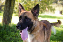 BRIAN, Hund, Deutscher Schäferhund-Mix in Kroatien - Bild 4