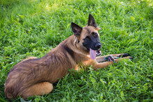 BRIAN, Hund, Deutscher Schäferhund-Mix in Kroatien - Bild 5