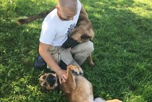 BRIAN, Hund, Deutscher Schäferhund-Mix in Kroatien - Bild 6