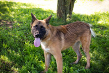 BRIAN, Hund, Deutscher Schäferhund-Mix in Kroatien - Bild 7
