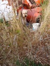 LEGO, Hund, Mischlingshund in Griechenland - Bild 6