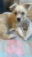 ELLI, Hund, Mischlingshund in Rumänien - Bild 2