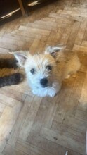 ELLI, Hund, Mischlingshund in Rumänien - Bild 4