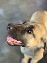 CARAMELO, Hund, Mischlingshund in Spanien - Bild 1