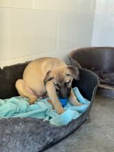 CARAMELO, Hund, Mischlingshund in Spanien - Bild 11