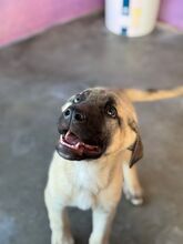 CARAMELO, Hund, Mischlingshund in Spanien - Bild 12