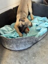 CARAMELO, Hund, Mischlingshund in Spanien - Bild 2