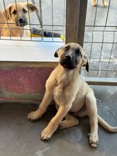 CARAMELO, Hund, Mischlingshund in Spanien - Bild 3