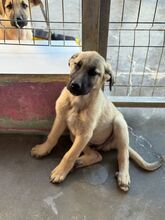 CARAMELO, Hund, Mischlingshund in Spanien - Bild 4