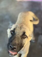 CARAMELO, Hund, Mischlingshund in Spanien - Bild 5