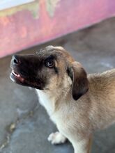 CARAMELO, Hund, Mischlingshund in Spanien - Bild 6