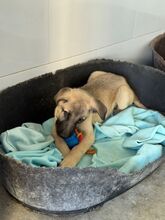 CARAMELO, Hund, Mischlingshund in Spanien - Bild 7
