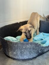 CARAMELO, Hund, Mischlingshund in Spanien - Bild 8