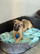 CARAMELO, Hund, Mischlingshund in Spanien - Bild 9