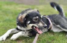 TERA, Hund, Mischlingshund in Reinsdorf - Bild 1