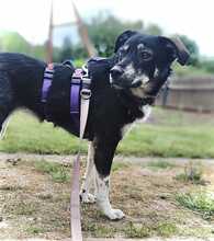 TERA, Hund, Mischlingshund in Reinsdorf - Bild 2