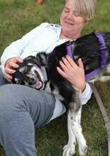 TERA, Hund, Mischlingshund in Reinsdorf - Bild 3