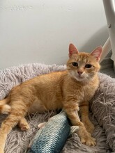 DONNA, Katze, Hauskatze in Bulgarien - Bild 1