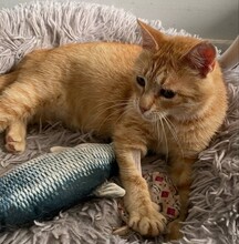 DONNA, Katze, Hauskatze in Bulgarien - Bild 2