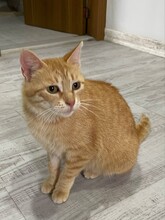 DONNA, Katze, Hauskatze in Bulgarien - Bild 3
