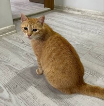DONNA, Katze, Hauskatze in Bulgarien - Bild 4