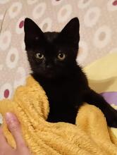 ONYX, Katze, Hauskatze in Spanien - Bild 1