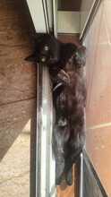 ONYX, Katze, Hauskatze in Spanien - Bild 2