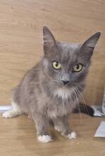 SAPHIRA, Katze, Hauskatze in Bulgarien - Bild 1