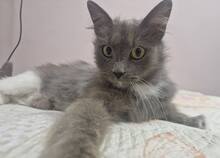 SAPHIRA, Katze, Hauskatze in Bulgarien - Bild 2