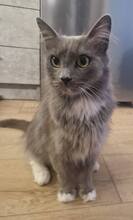 SAPHIRA, Katze, Hauskatze in Bulgarien - Bild 3