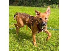 PEACHES, Hund, Mischlingshund in Leipzig - Bild 1