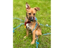 PEACHES, Hund, Mischlingshund in Leipzig - Bild 2